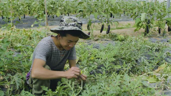 西瓜地水果西瓜大棚 种地农民劳作经济作物