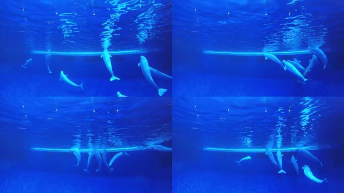 海豚表演 跳跃水花 海洋馆