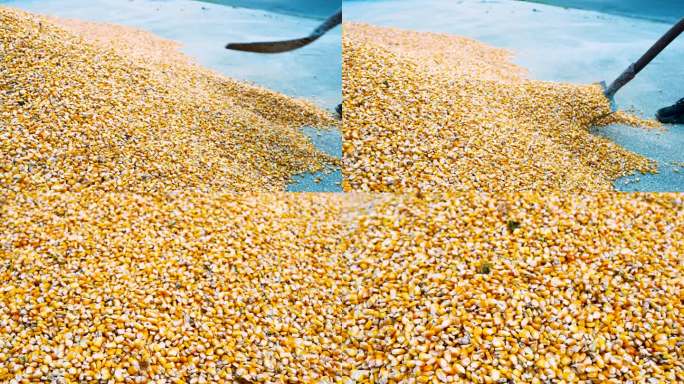 玉米丰收五谷杂粮 欢乐农村收割 农家大院