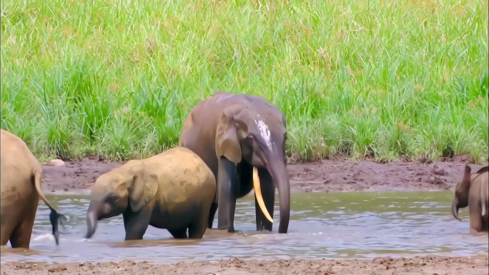 大象群在河边休息喝水