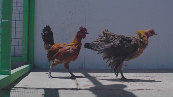 小鸡 养鸡基地 饲料肉鸡 农业种植养殖