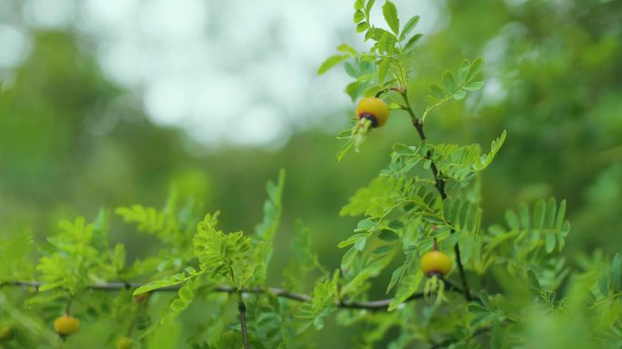 林间野果 森林 山村旅游 郊游 原始森林