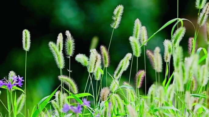 狗尾巴草、自然风景