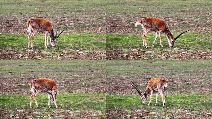 青海可可西里藏羚羊野生动物实拍航拍视频