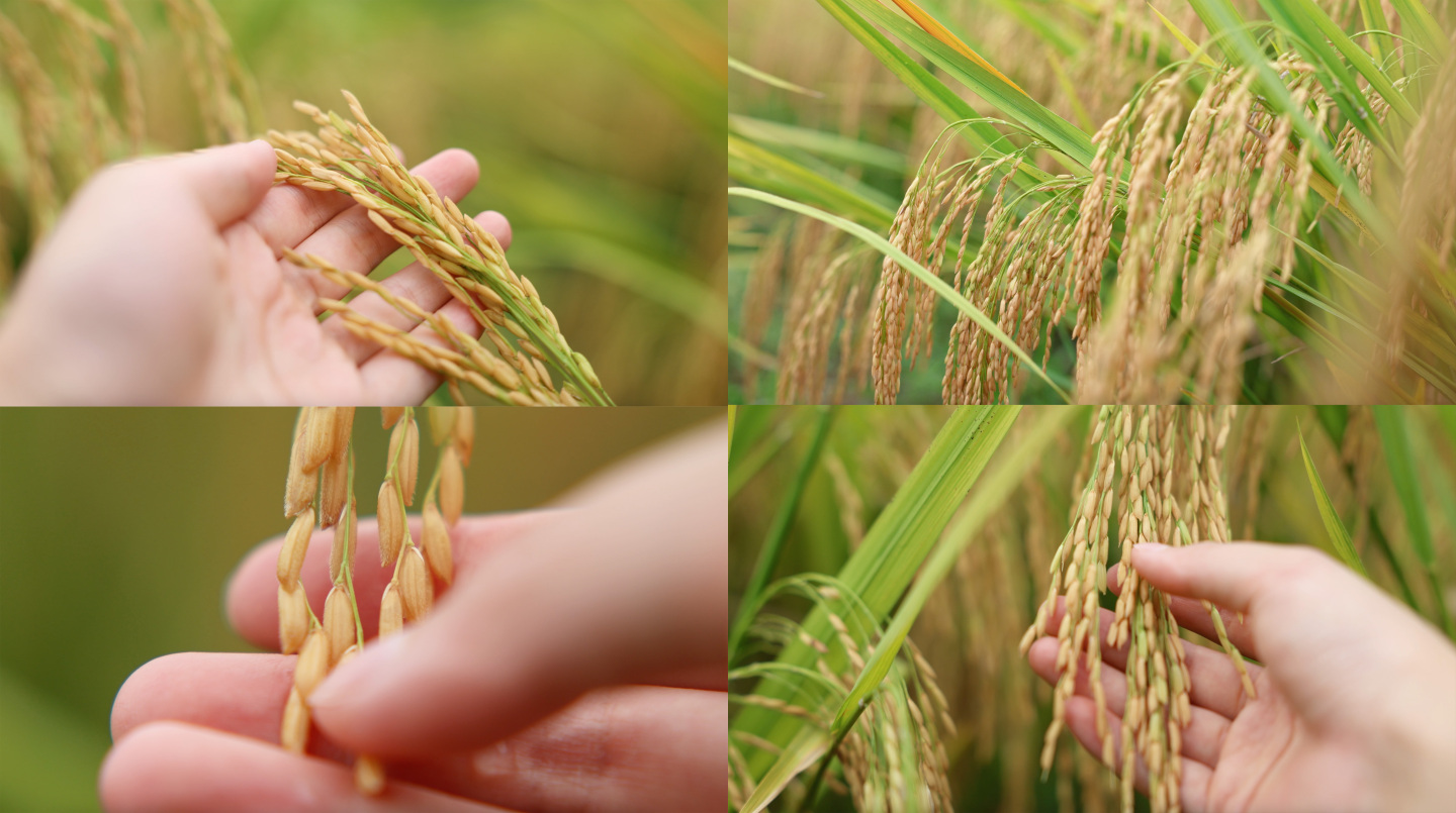 用手抚摸稻穗稻谷