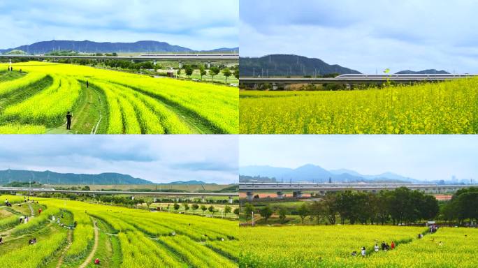 高铁穿越驶过油菜花田 春天乡村风景