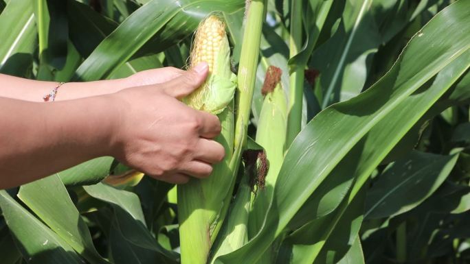 农业玉米地航拍收割草玉米农田作业