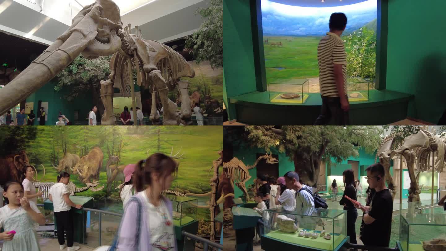 甘肃博物馆黄河古象化石甘肃旅游带孩子参观