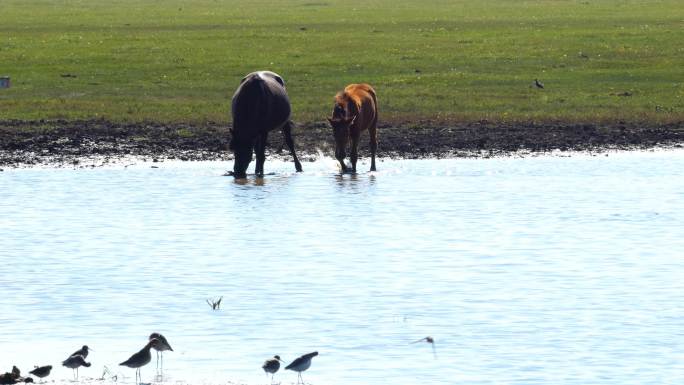 马群在河里饮水