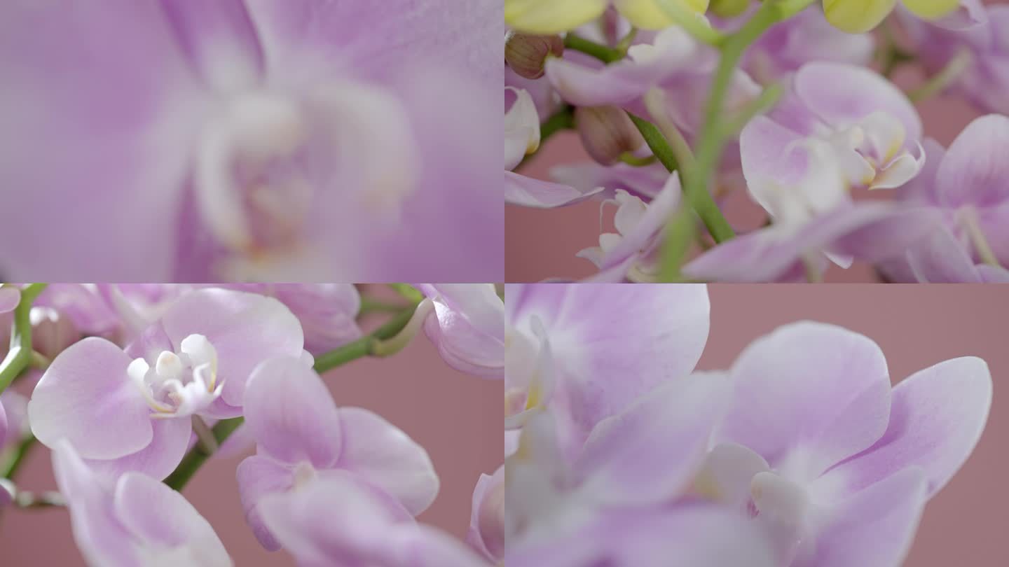 兰花蝴蝶兰鲜花精致的白色优雅的兰花花