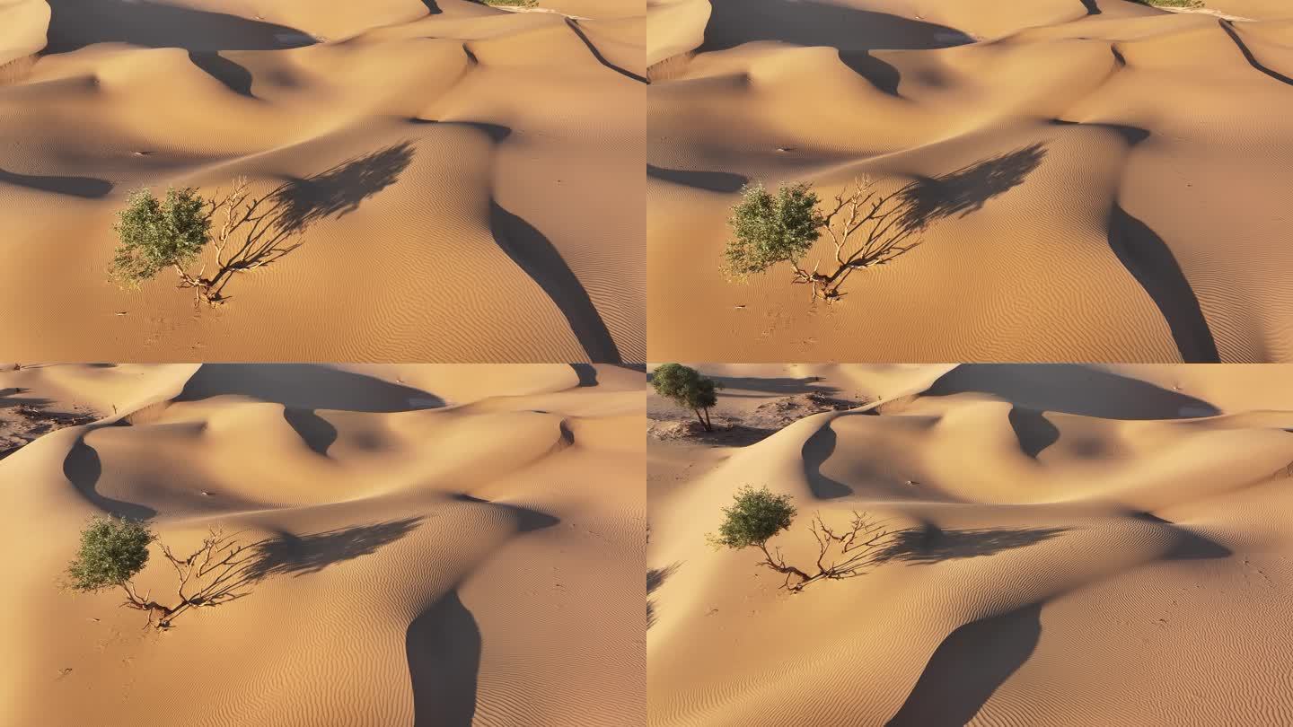 沙漠 戈壁 孤树 胡杨 光影 自然 黄沙
