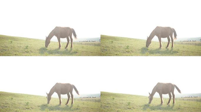 内蒙古草原的马高速摄影