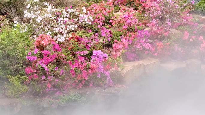 云雾飘渺鲜花盛开