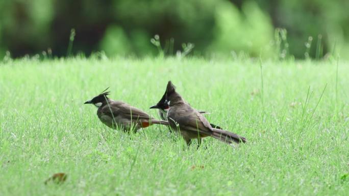 公园草地上鸟儿们的盛宴