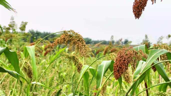 航拍红高粱种植高粱特写