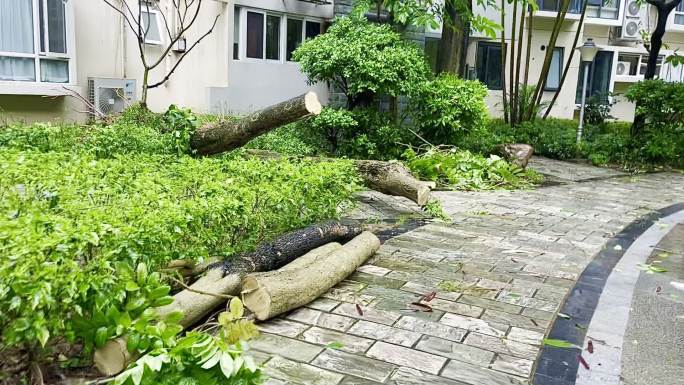 台风过后满地狼藉一片