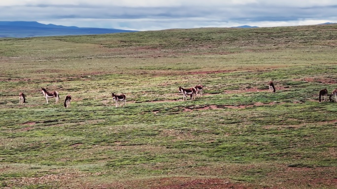 青海可可西里藏野驴野生动物实拍航拍视频