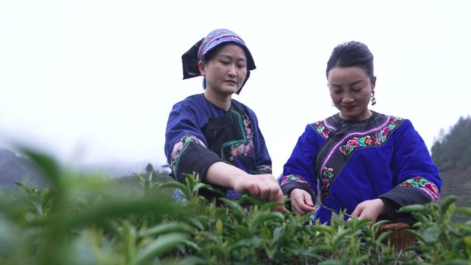 高山茶园少数民族服饰采茶空镜4