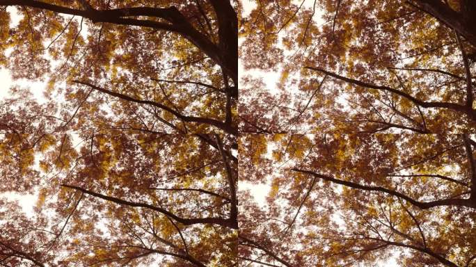 4K拍摄唯美金色秋时节树林