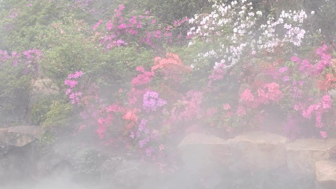 云雾飘渺鲜花盛开
