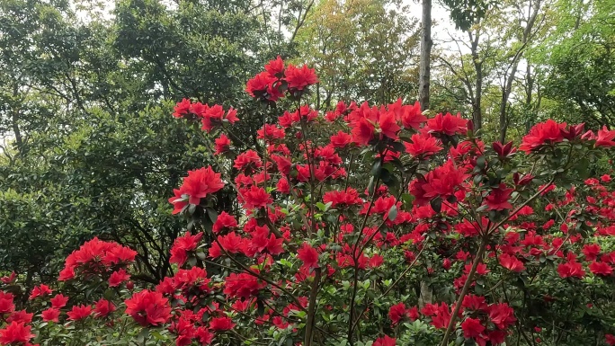 深圳梧桐山 游客 登山赏花 杜鹃花24