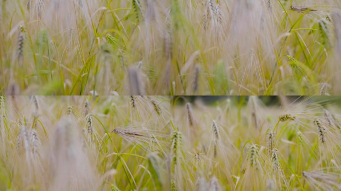 风 自然 饱满 成熟 麦子麦田现代化农业