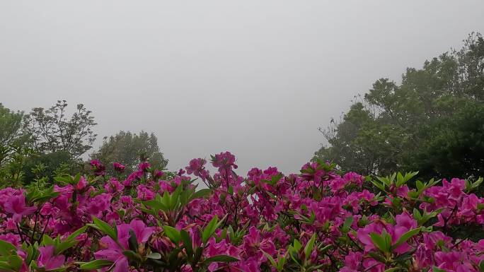 深圳梧桐山 游客 登山赏花 杜鹃花74