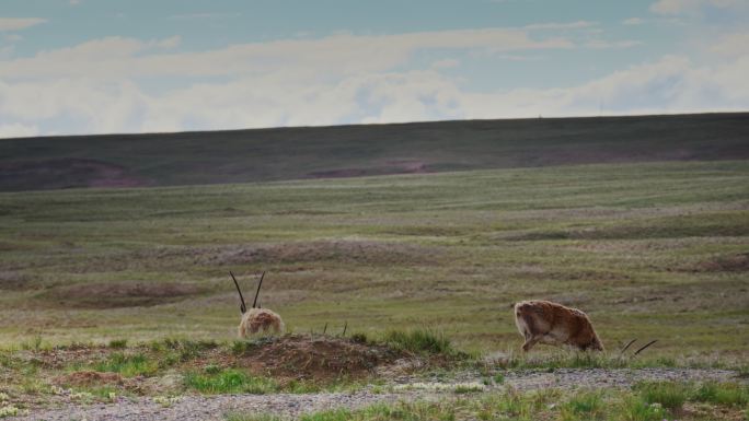 青海可可西里藏羚羊野生动物实拍航拍视频