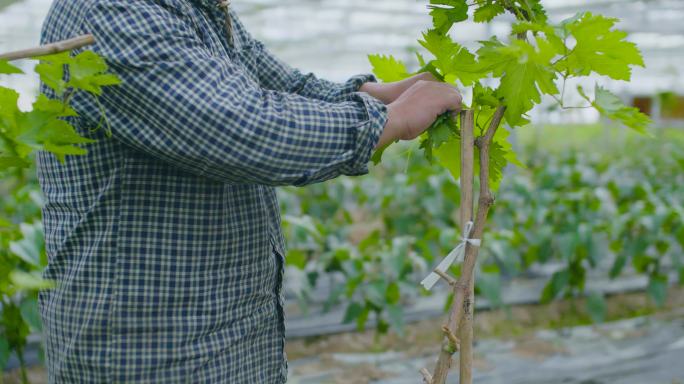 植物保护 病害 病虫害 种植 栽培 大棚