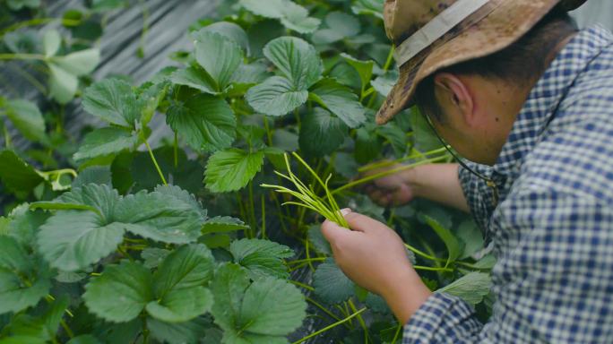 草莓园 冬季草莓 冬季大棚草莓 大棚种植