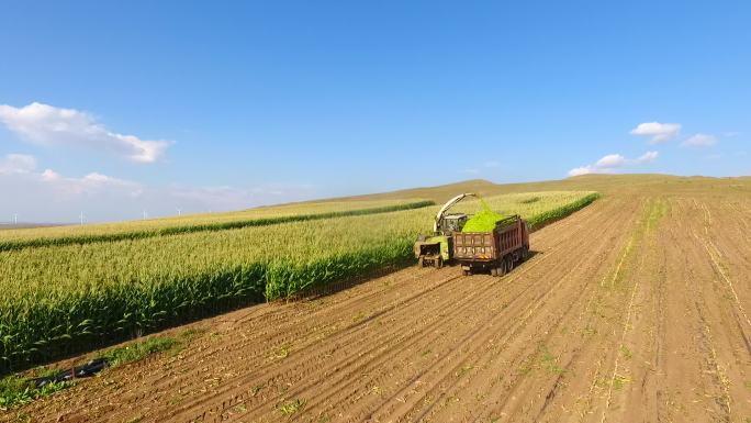 乡村振兴农业玉米秋收割机航拍玉米地