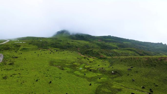 4K航拍四川雅安轿顶山草甸云海牛羊牧场