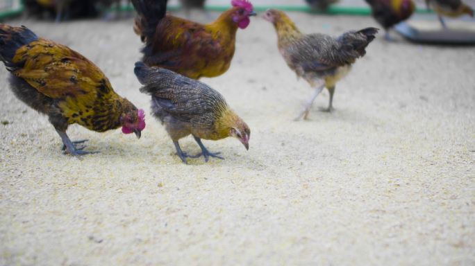 鸡禽类动物 牲畜家禽 小鸡养殖基地