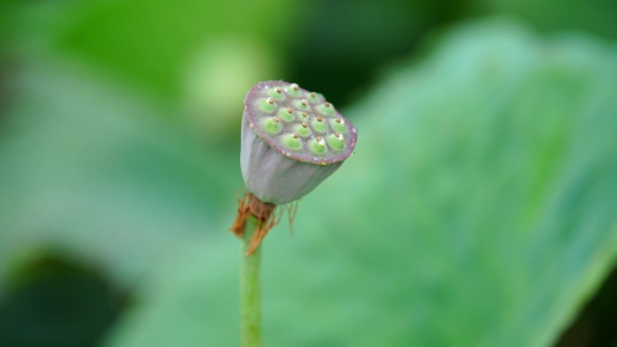 夏天池塘里的荷花