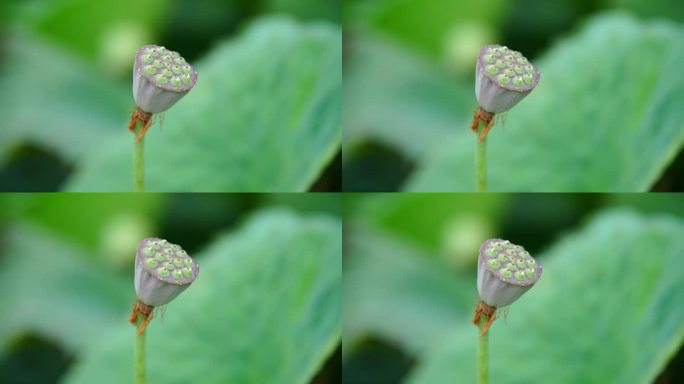 夏天池塘里的荷花