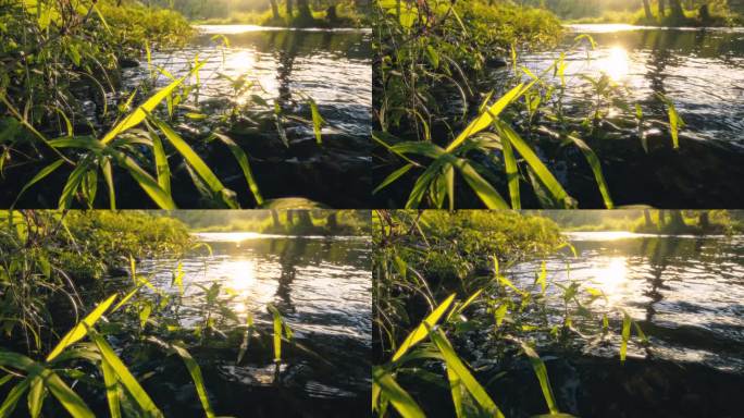 4K拍摄日落时分溪水流动的山间树林