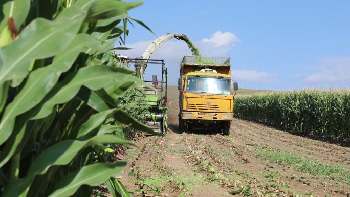 草玉米收割  秋收 农田 农业乡村