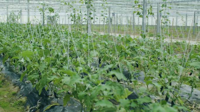 大棚种植 大棚 蔬菜 蔬菜种植 茄子种植