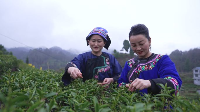 高山茶园少数民族服饰采茶空镜3