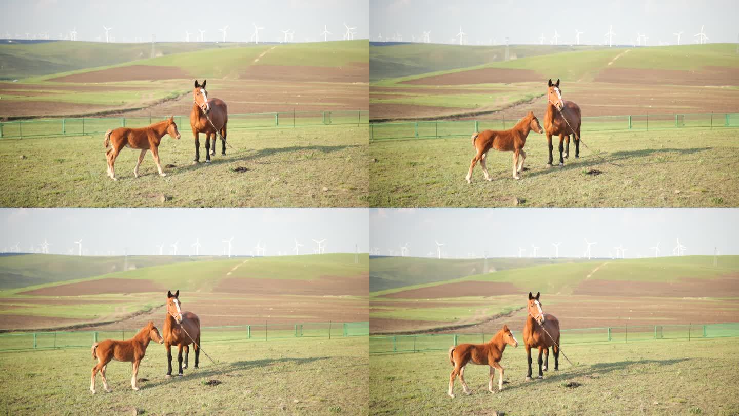 高速摄影内蒙古草原的马
