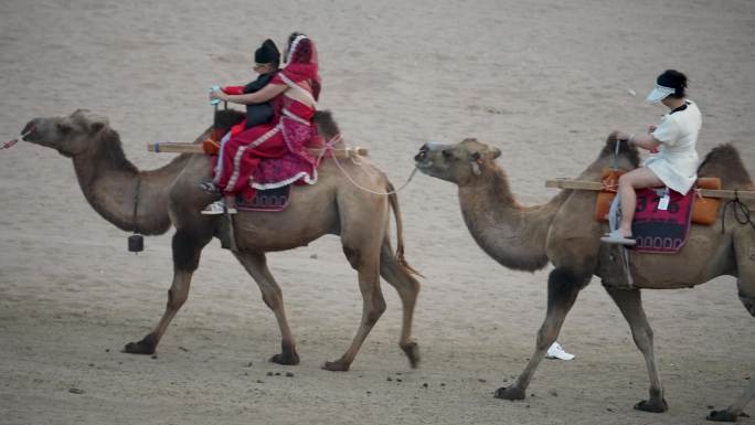 敦煌旅游 丝绸之路沙漠骆驼 丝绸之路