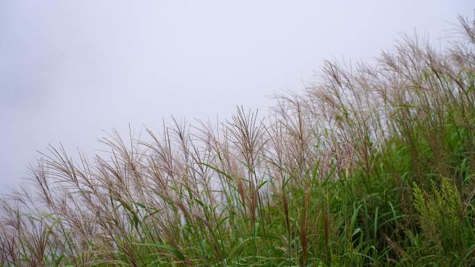 山上杂草特写风吹草动山峰云雾荒草丛生野草