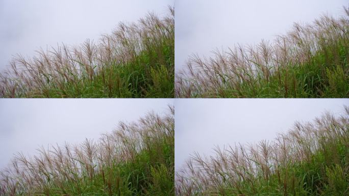 山上杂草特写风吹草动山峰云雾荒草丛生野草