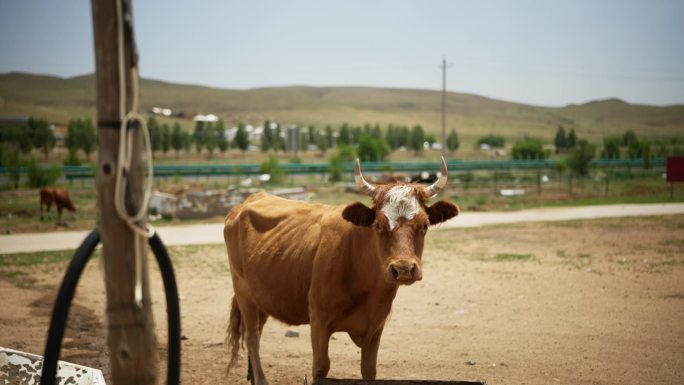 内蒙古马在农村的景象