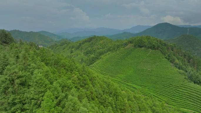 茶山风光