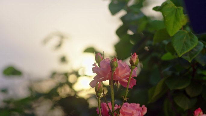 夕阳下的粉色月季花
