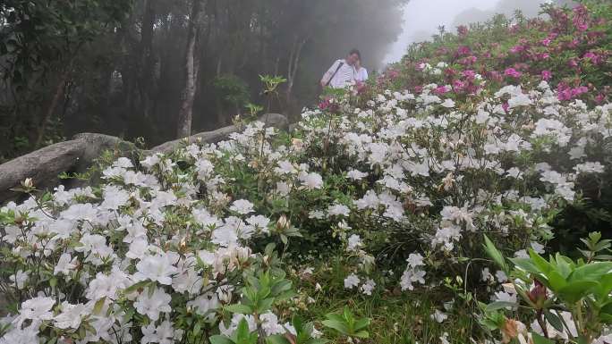 深圳梧桐山 游客 登山赏花 杜鹃花75