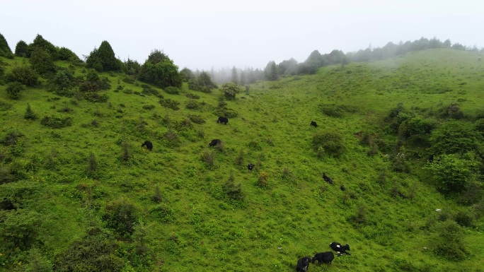 4K航拍川西泸定华尖山云雾高山草甸牛羊