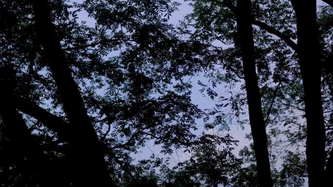 夜晚宁静的森林