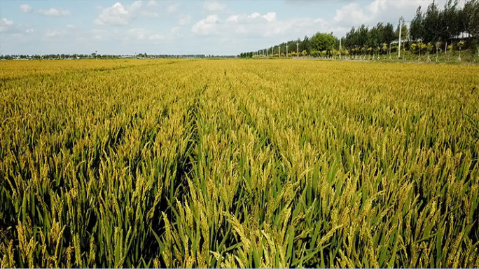 东北水稻种植基地